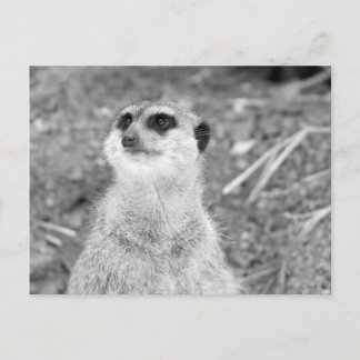 Cartão Postal "Baby Meerkat"