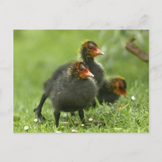 Cartão Postal Baby Moorgalinhas, Inglaterra. (Frente)