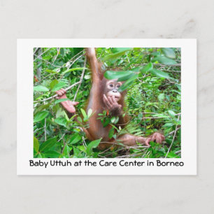 Cartão Postal Baby Orangutan na Floresta Tropical Indonésia