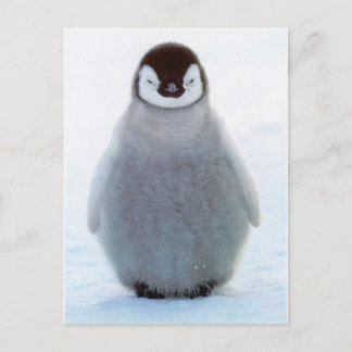Cartão Postal Baby Penguin