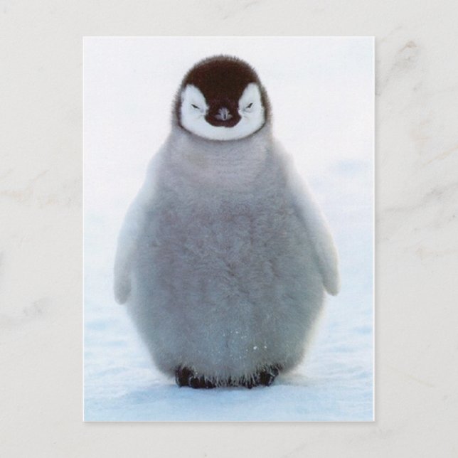 Cartão Postal Baby Penguin (Frente)