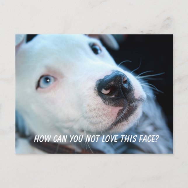 Cartão Postal Baby Pitbull Puppy (Frente)