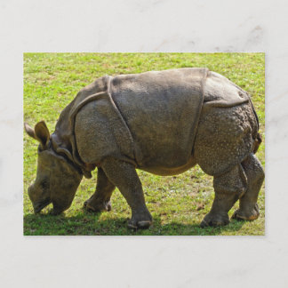 Cartão Postal Baby Rhino