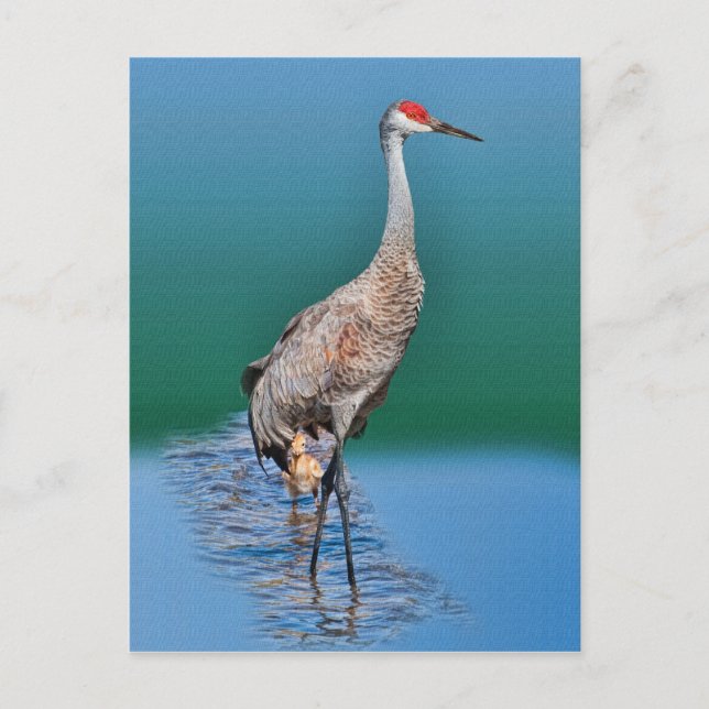 Cartão Postal Baby Sandhill Crane e Mãe Cartão-postal (Frente)
