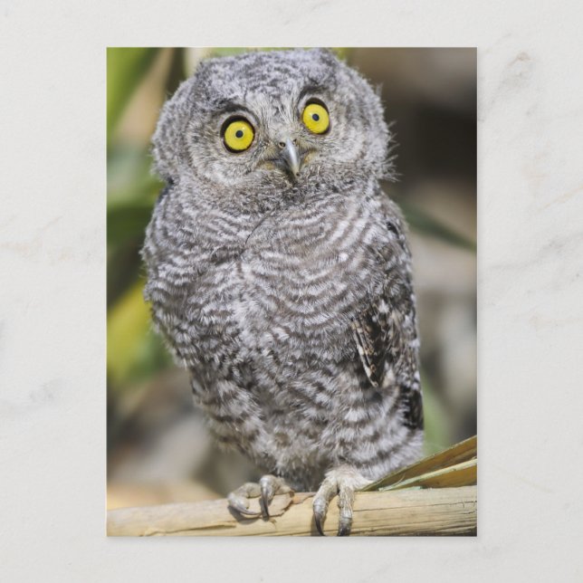 Cartão Postal Baby Screetch-Owl (Frente)