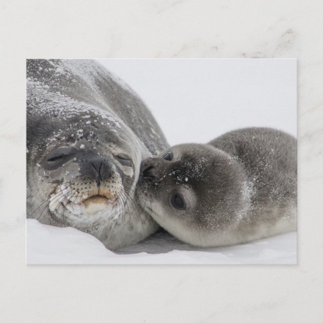 Cartão Postal Baby Seal Beijando Mãe (Frente)