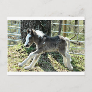 Cartão Postal Baby Shaolin 2