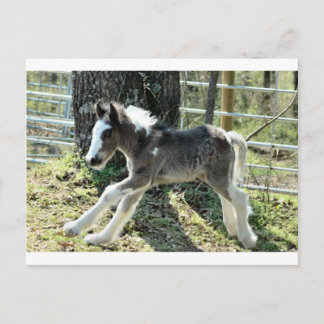 Cartão Postal Baby Shaolin 2