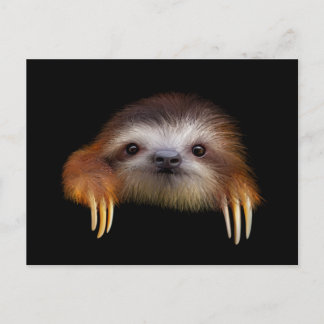 Cartão Postal Baby Sloth