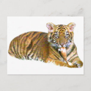 Cartão Postal Baby Sumatran Cub_