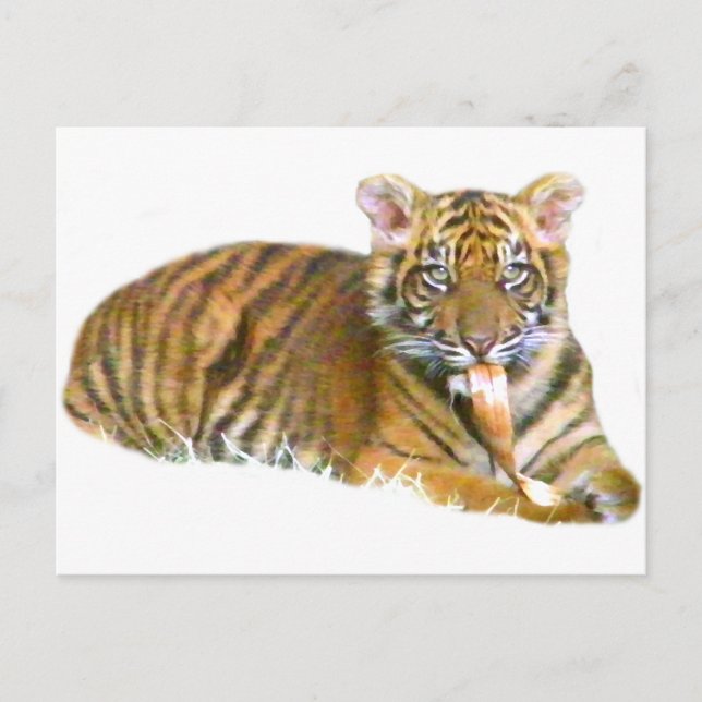 Cartão Postal Baby Sumatran Cub_ (Frente)