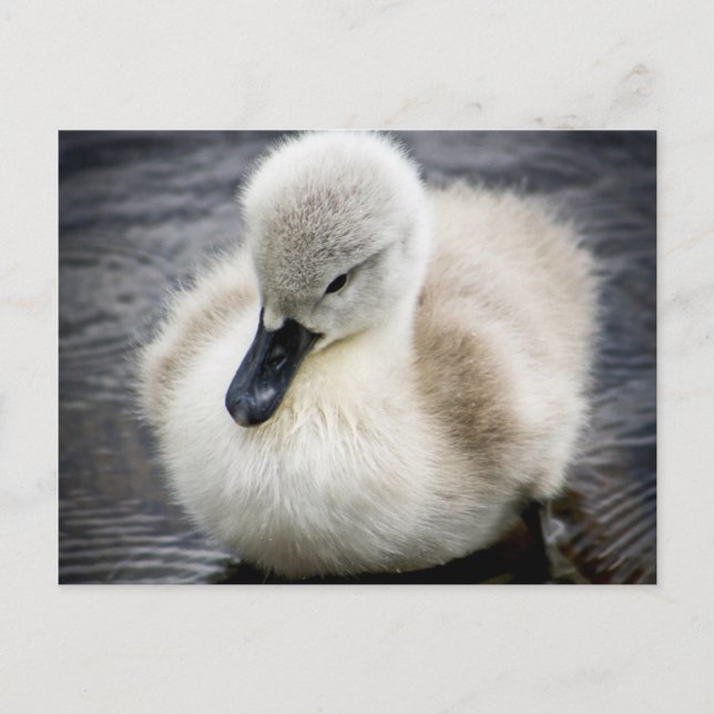 Cartão Postal Baby Swan | Cygnet (Frente)