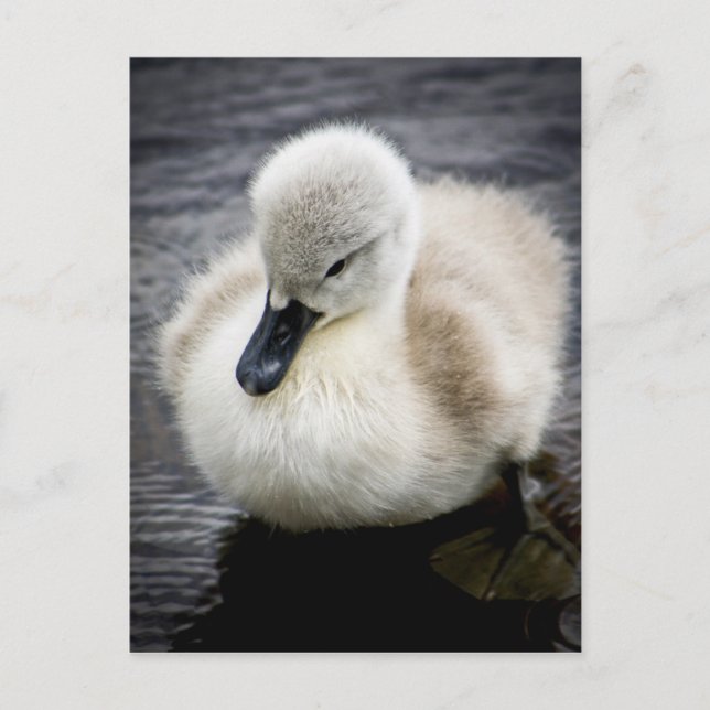 Cartão Postal Baby Swan | Cygnet (Frente)