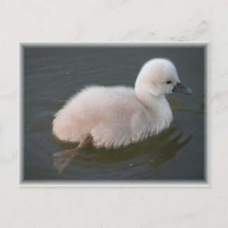 Cartão Postal Baby Swan Out For A Natação Postcard