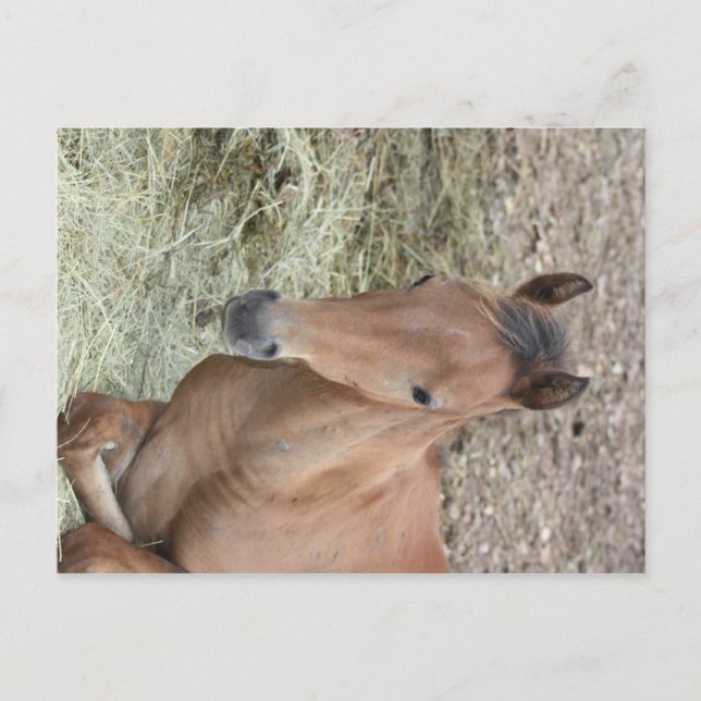 Cartão Postal Baby Welsh Pony (Frente)