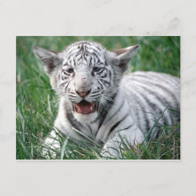 Cartão Postal Baby White Tiger (Frente)