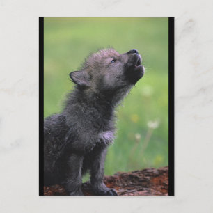 Cartão Postal Baby Wolf Howls