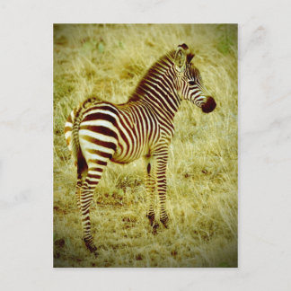 Cartão Postal Baby Zebra