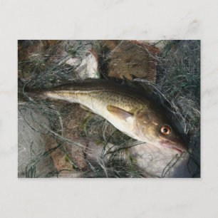 Cartão Postal Bacalhau do mar Báltico.