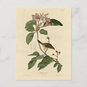 Cartão Postal Bachman's Finch (Sparrow) Audubon Birds of America