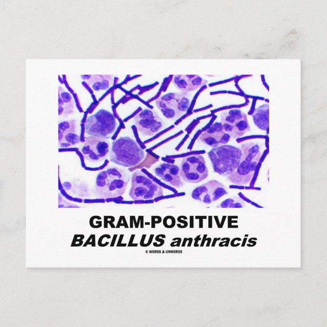 Cartão Postal Bacilo Gram-Positivo anthracis (Bactéria) (Frente)