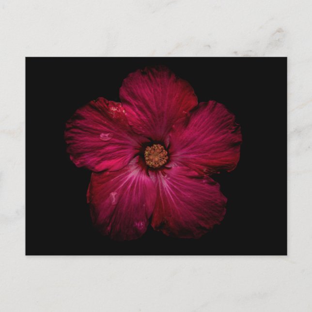 Cartão Postal Backyard Flowers No 122 Color Version (Frente)