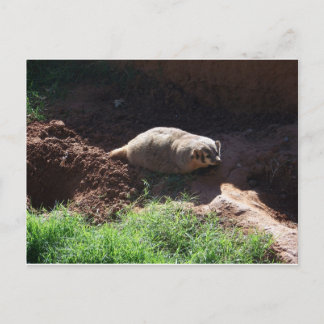 Cartão Postal Badger