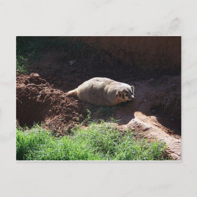 Cartão Postal Badger (Frente)