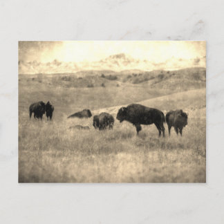 Cartão Postal Badlands Bison