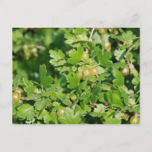 Cartão Postal bagageira