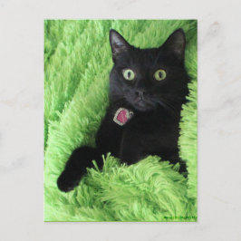Cartão Postal Bagheera, o Cartão-postal do Gato Negro