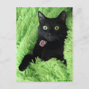 Cartão Postal Bagheera, o Gato Negro