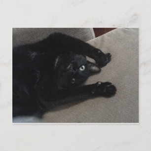 Cartão Postal Bagheera o gato preto