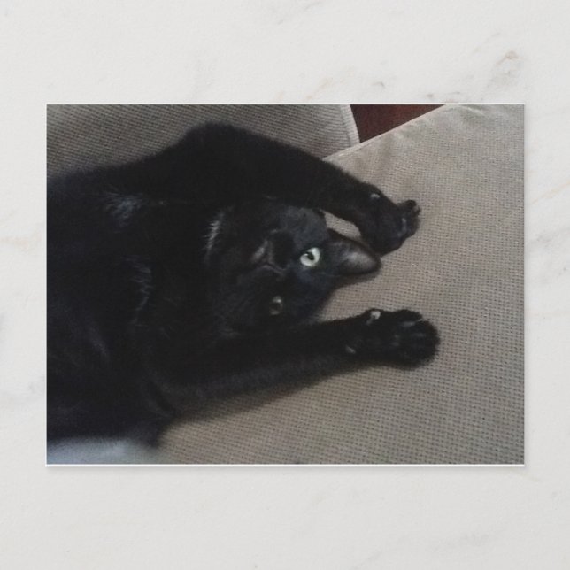 Cartão Postal Bagheera o gato preto (Frente)