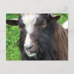 Cartão Postal Bagot Goat   Raras