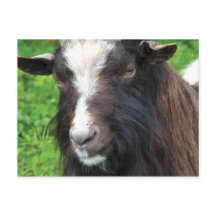 Bagot Goat | Raras