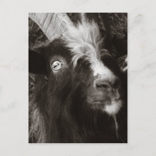 Cartão Postal Bagot Goat Retrato Old Style - Fotografia Animal