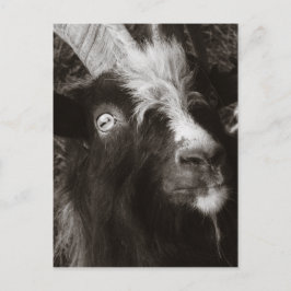 Cartão Postal Bagot Goat Retrato Old Style - Fotografia Animal