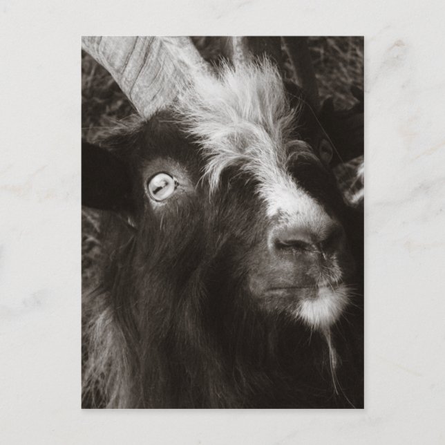 Cartão Postal Bagot Goat Retrato Old Style - Fotografia Animal (Frente)