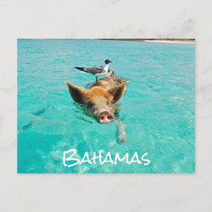 Cartão Postal Bahamas Exuma de Nadação Cura