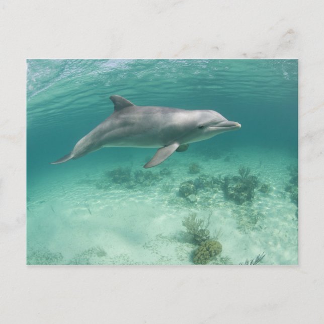 Cartão Postal Bahamas, Ilha Grande do Bahama, Porto Livre, Capto (Frente)