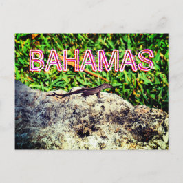 Cartão Postal Bahamas Lizard
