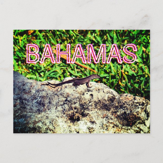 Cartão Postal Bahamas Lizard (Frente)