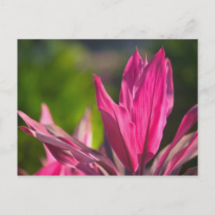 Cartão Postal BAHAMAS, Nova Ilha Providence, Nassau: Paraíso