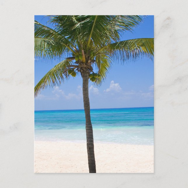 Cartão Postal Bahamas Palm Tree (Frente)