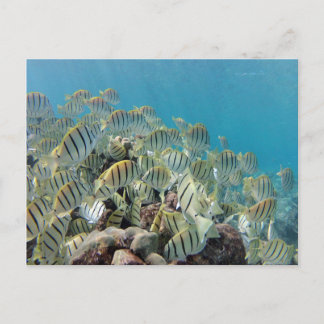 Cartão Postal Baía de Hanauma - Convict Tangs
