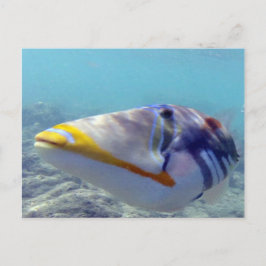 Cartão Postal BAÍA DE HANAUMA HAWAII - Humuhumunukunukuapua'a