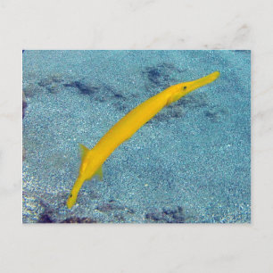 Cartão Postal BAÍA DE HANAUMA HAWAII - Peixe-Trombeta (Nunu)