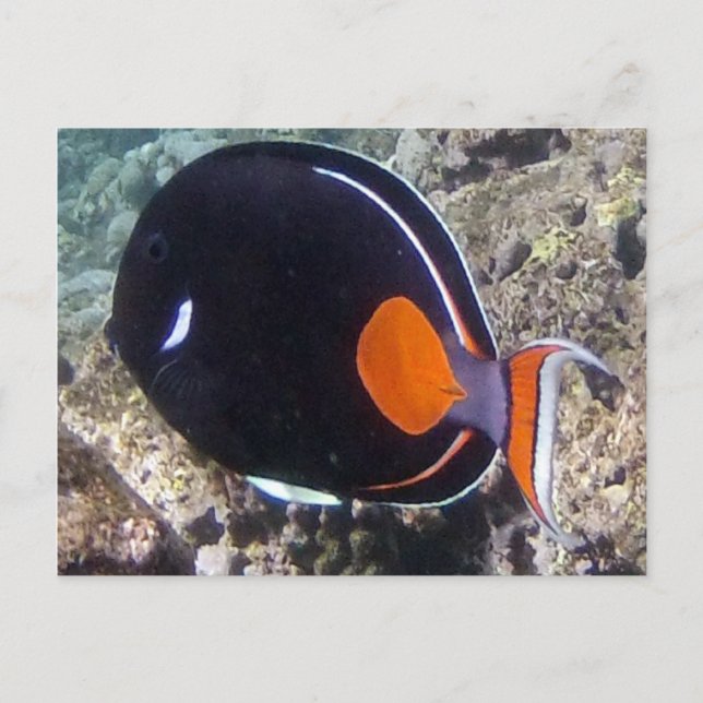 Cartão Postal Baía de Hanauma - Peixe Achilles Tang (Frente)