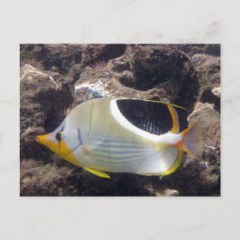 Cartão Postal Baía de Hanauma - Peixe borboleta de Saddleback